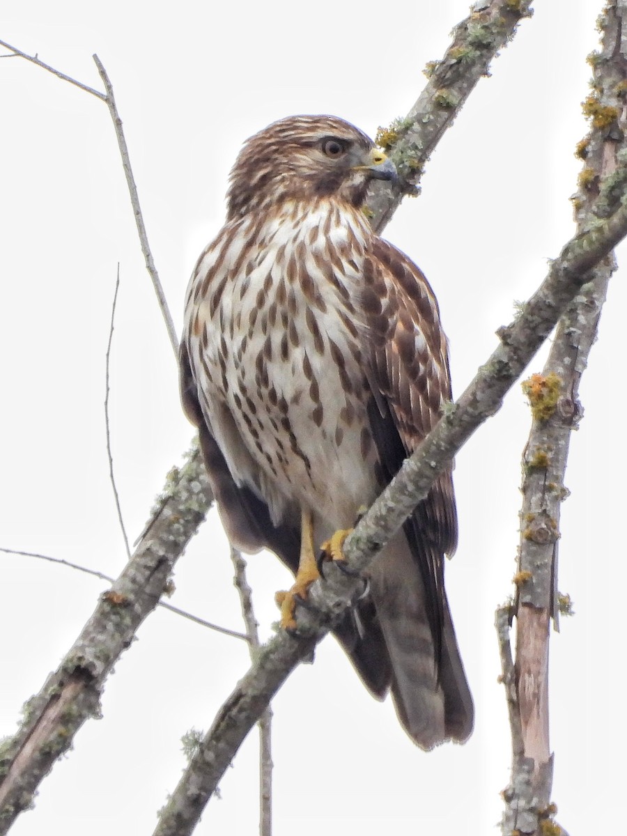 Buse à épaulettes - ML645728738