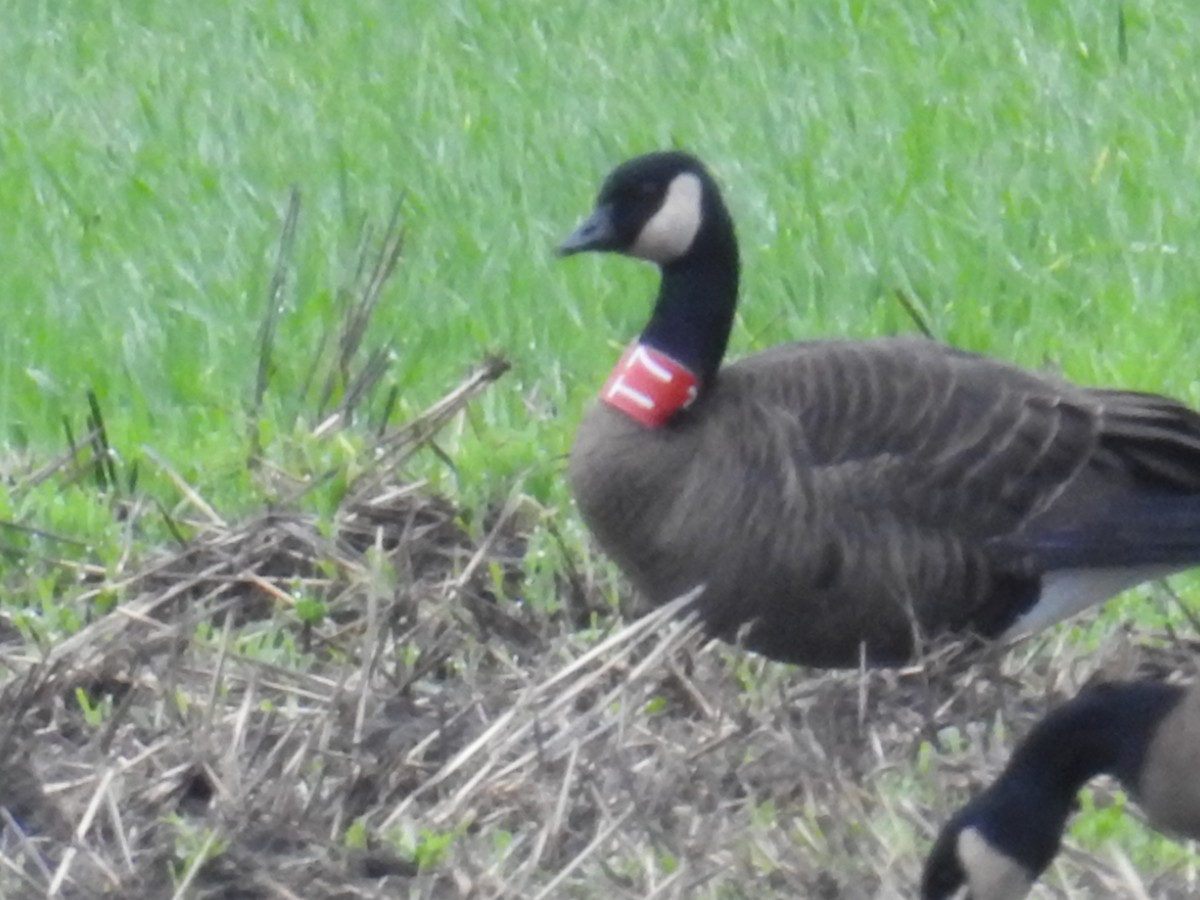 Bernache du Canada (occidentalis/fulva) - ML645728740