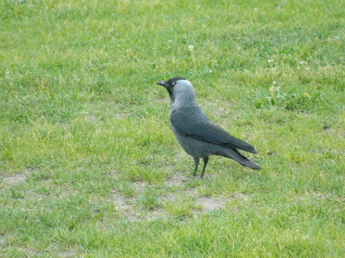 Choucas des tours - ML645728741