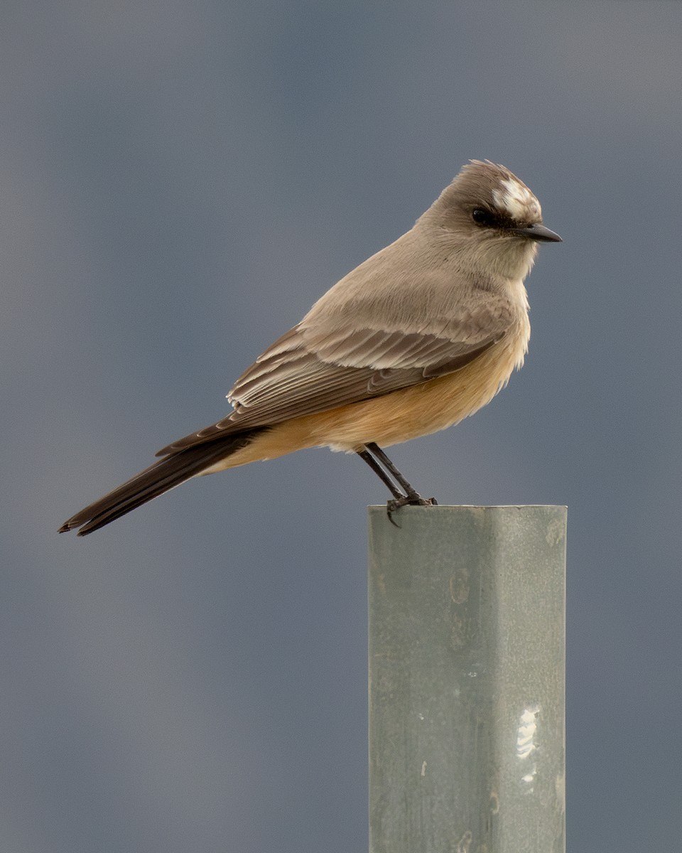 Moucherolle à ventre roux - ML645728742