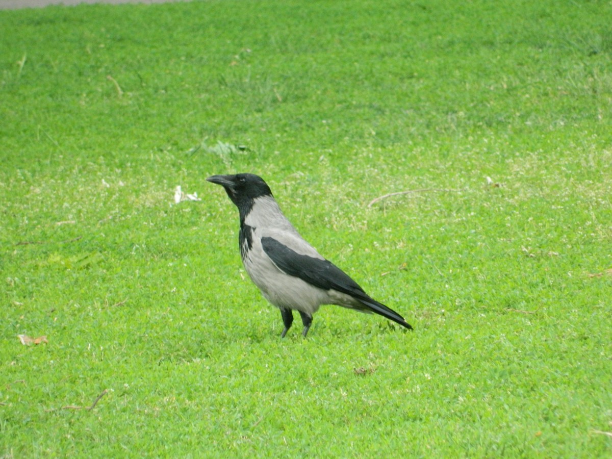 Corneille mantelée - ML645728745