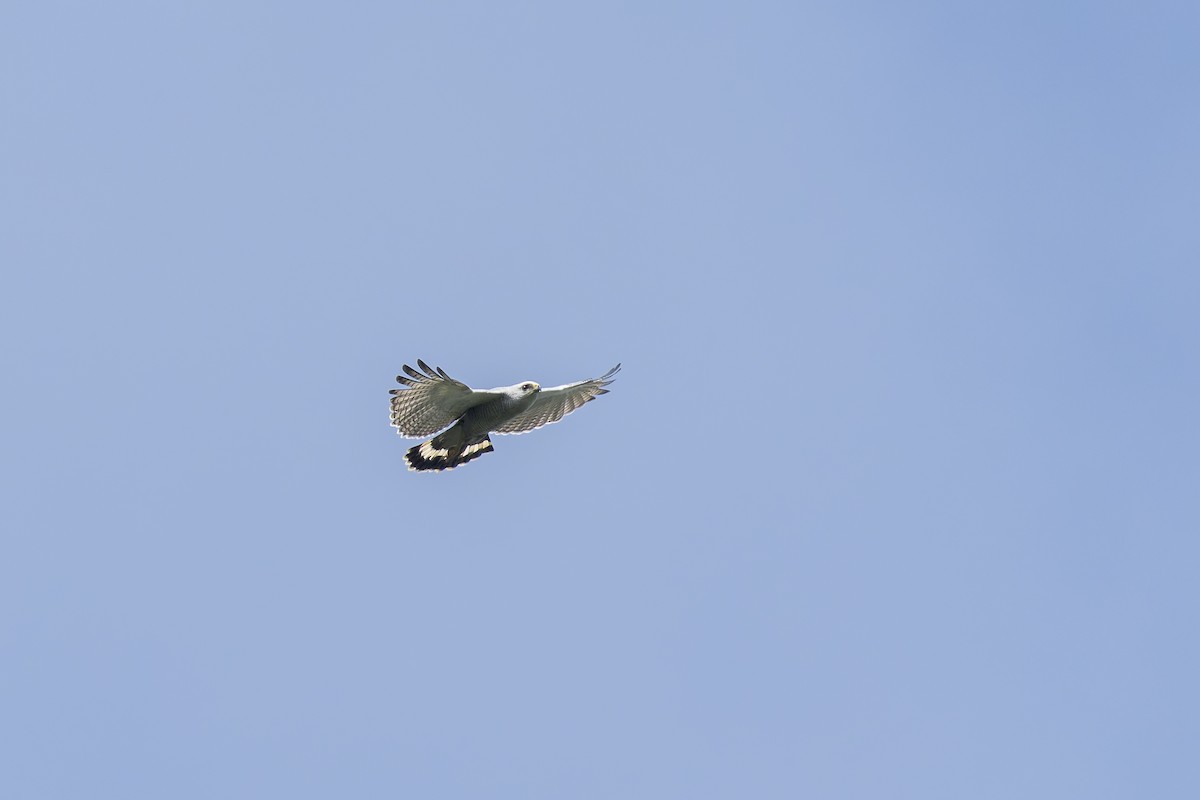 Buse cendrée - ML645728746