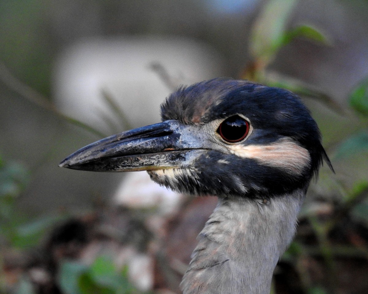 Bihoreau violacé - ML645728747