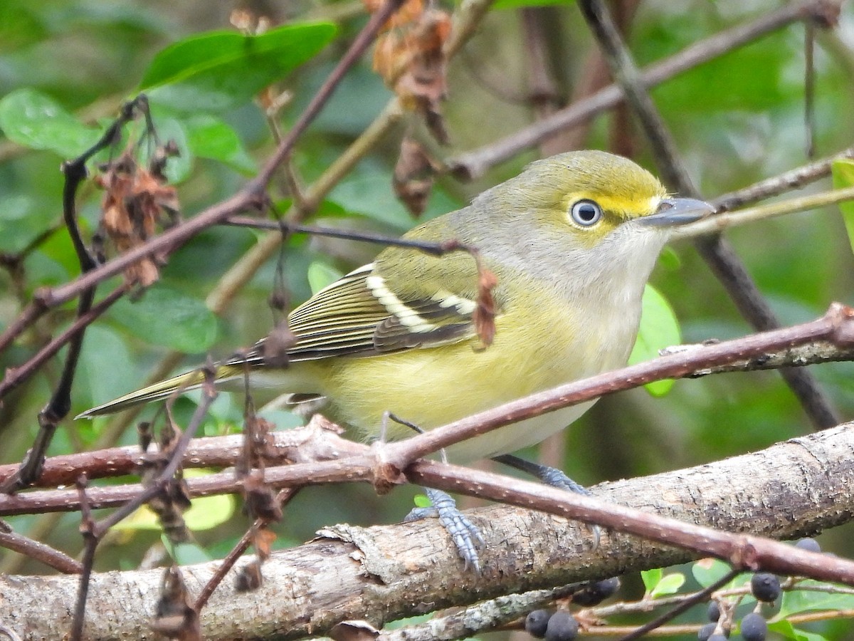 White-eyed Vireo - ML645728749