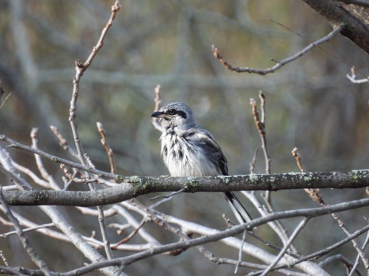 Pie-grièche boréale - ML645728750
