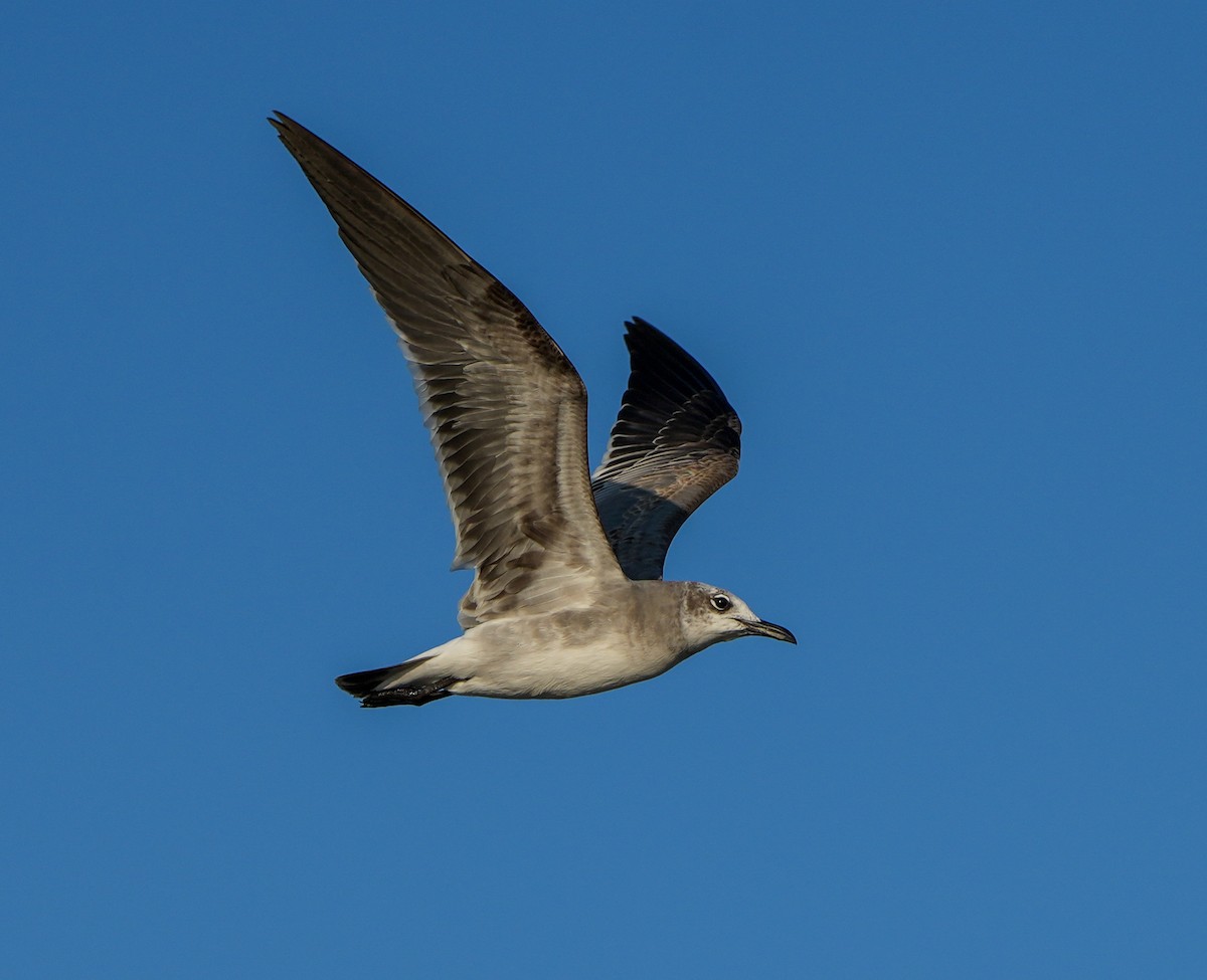 Mouette atricille - ML645728751