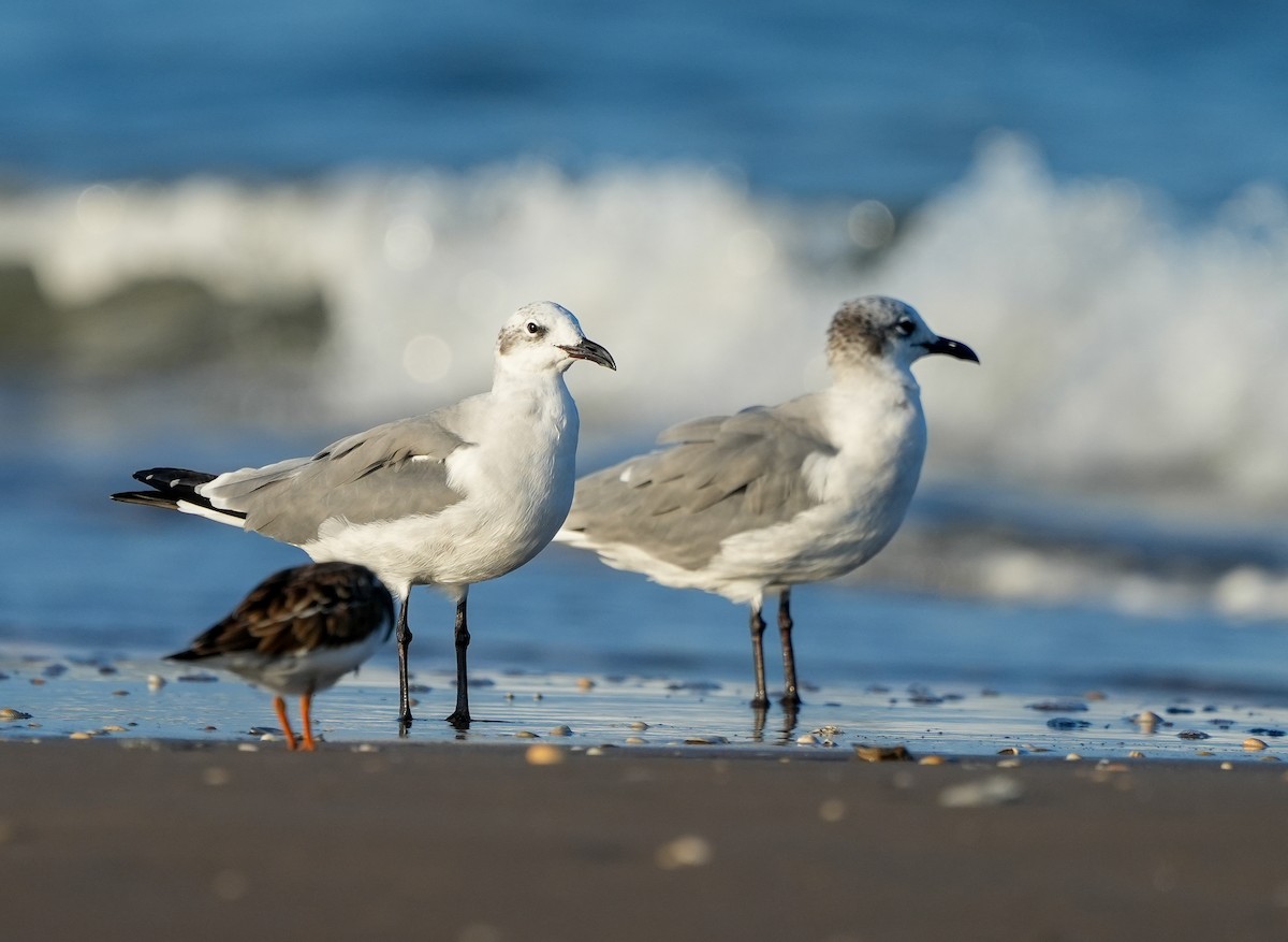Mouette atricille - ML645728752