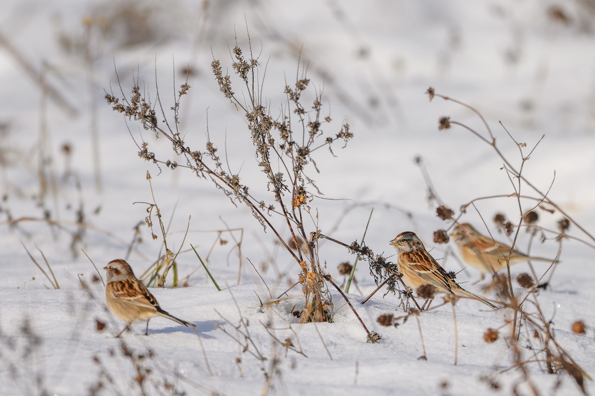 Bruant hudsonien - ML645728755