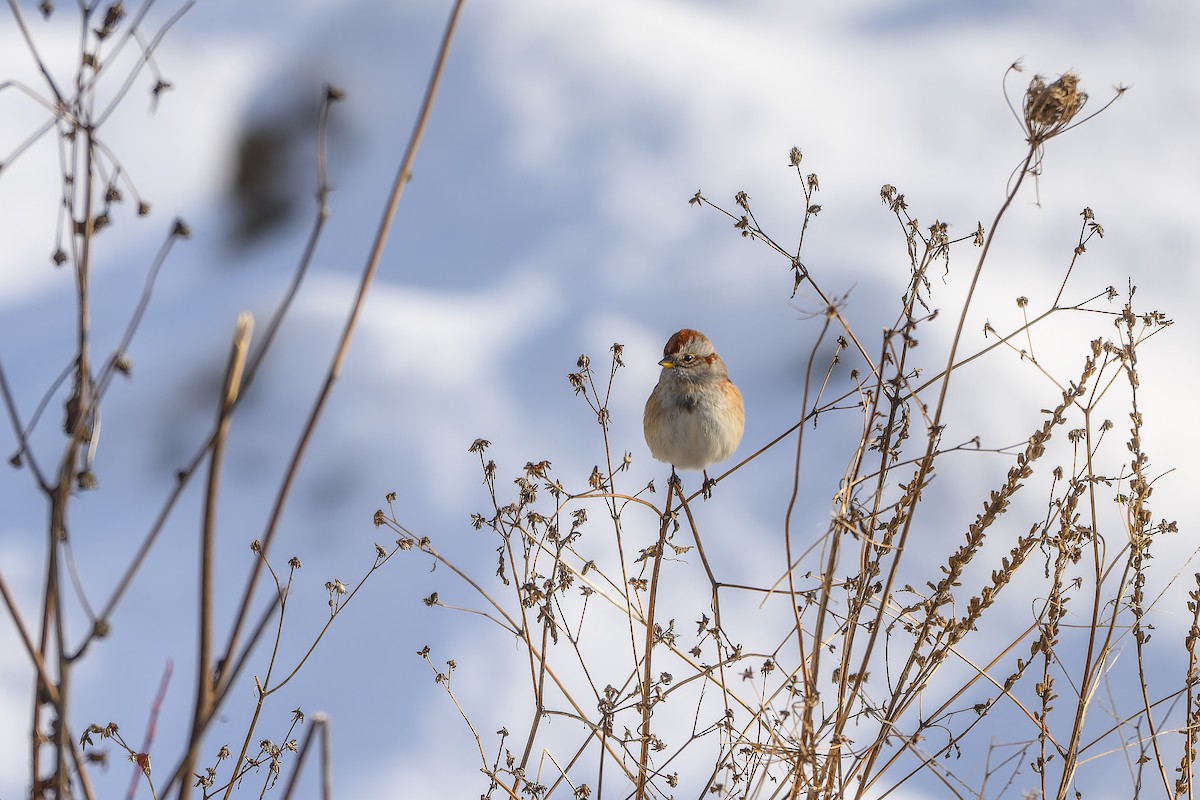 Bruant hudsonien - ML645728756