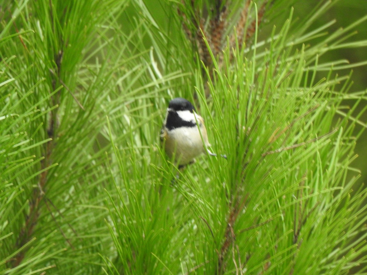 Coal Tit - ML645728761