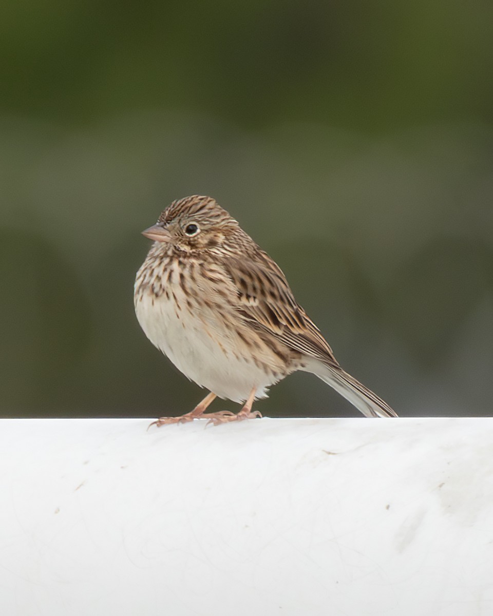 Bruant vespéral - ML645728764