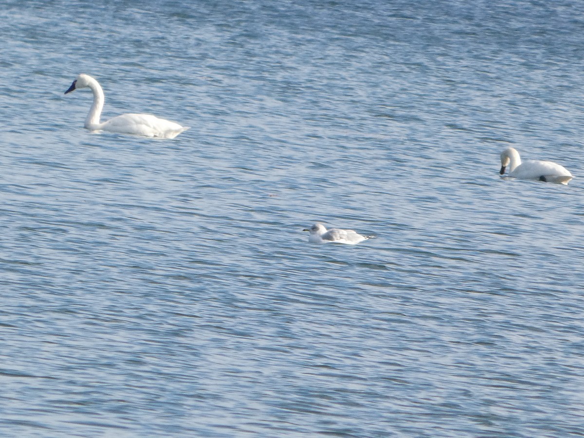 Cygne siffleur - ML645728765