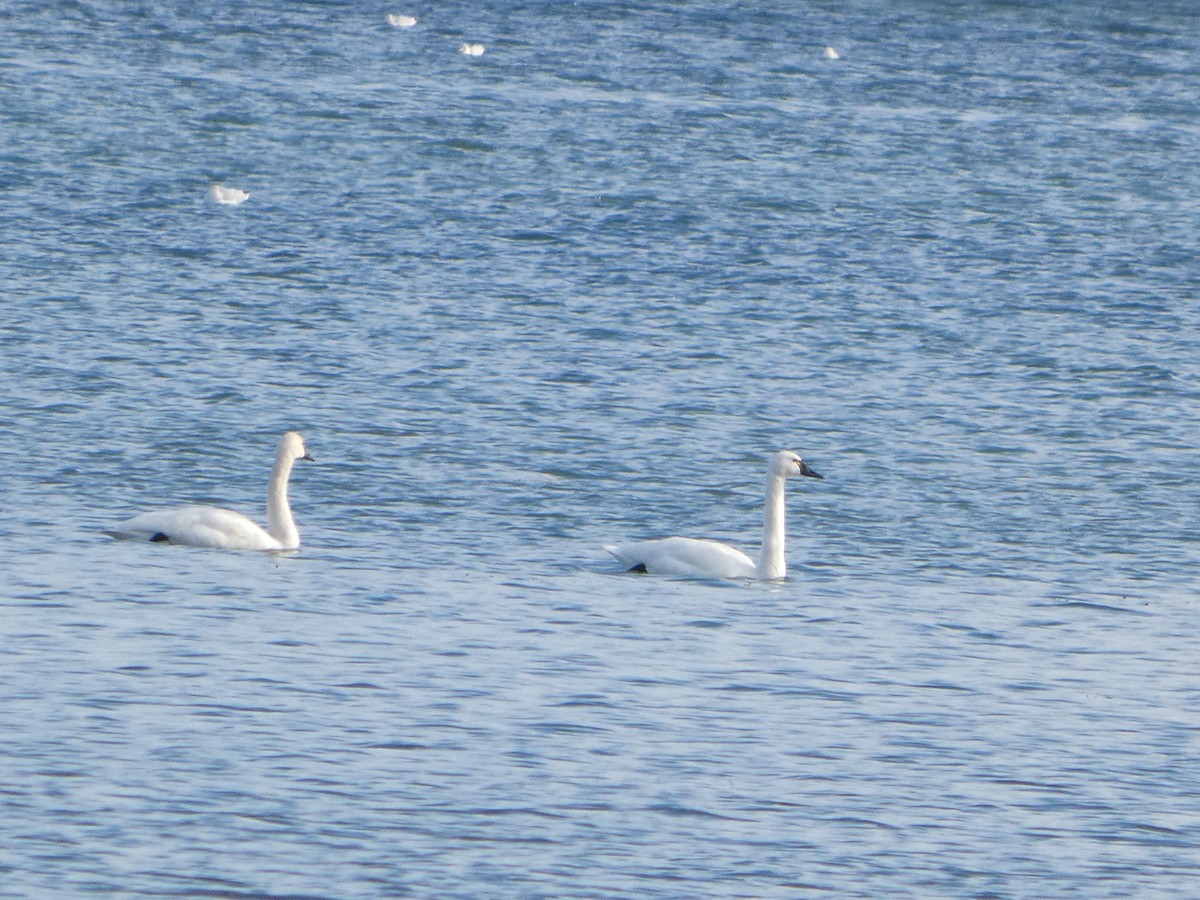 Cygne siffleur - ML645728766