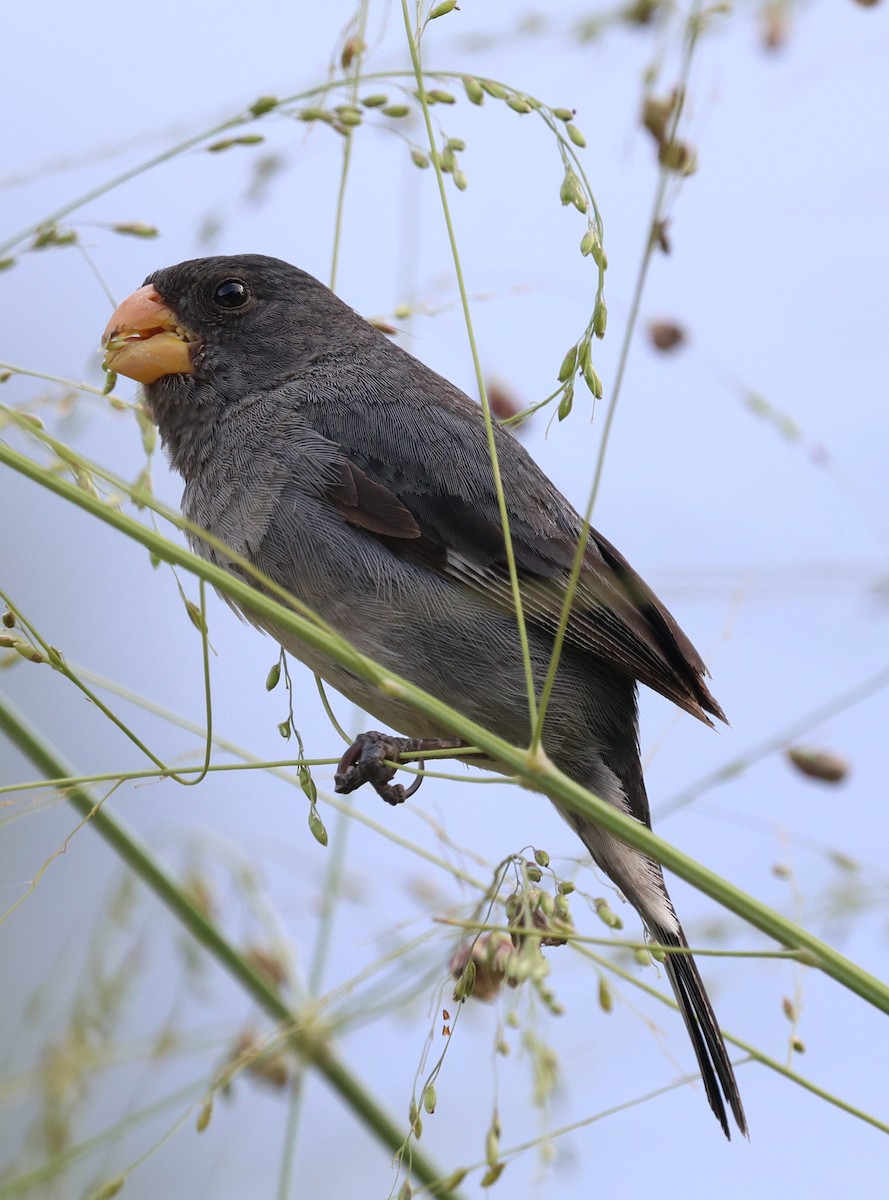 Sporophile intermédiaire - ML645728767