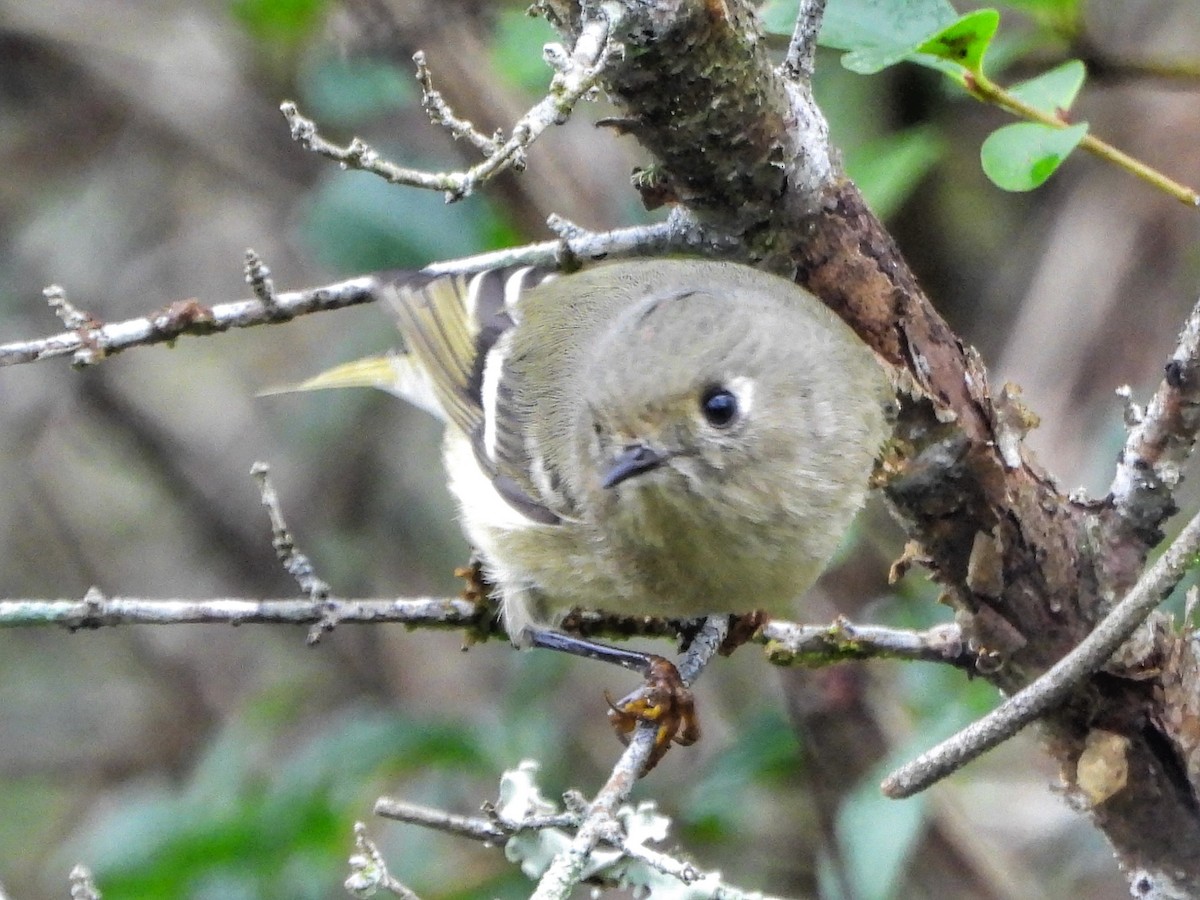 Roitelet à couronne rubis - ML645728769