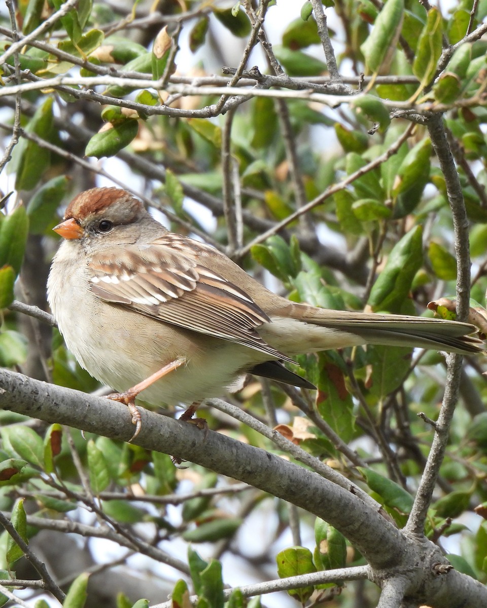 White-crowned Sparrow - ML645728771