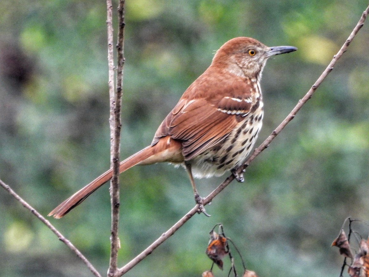 Brown Thrasher - ML645728774