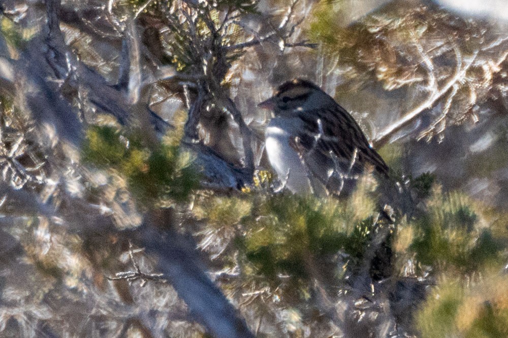 Chipping Sparrow - ML645728776