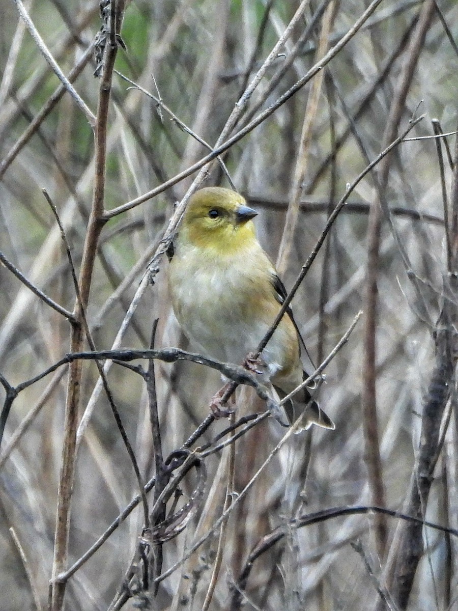 American Goldfinch - ML645728780