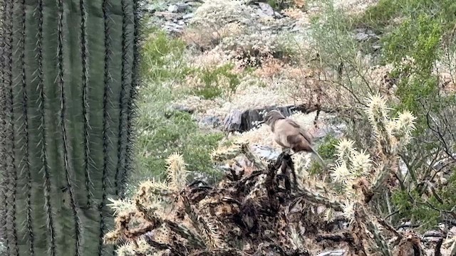 Тремблер бурий - ML645728784