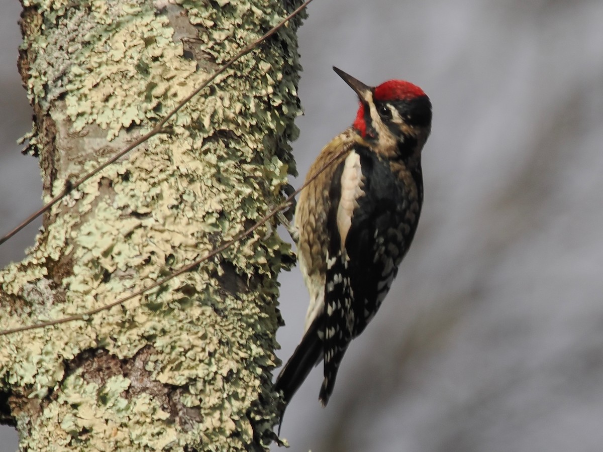 Yellow-bellied Sapsucker - ML645728787