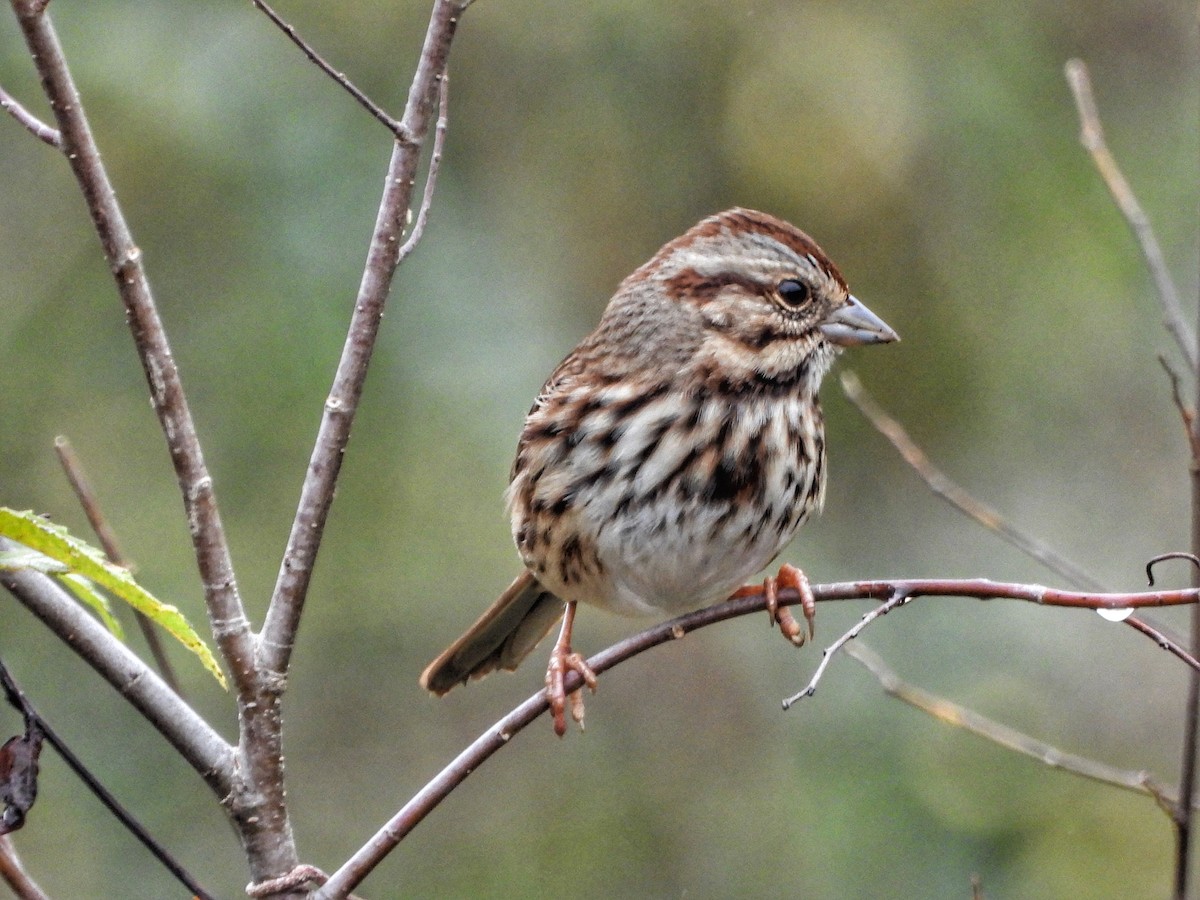 Song Sparrow - ML645728788