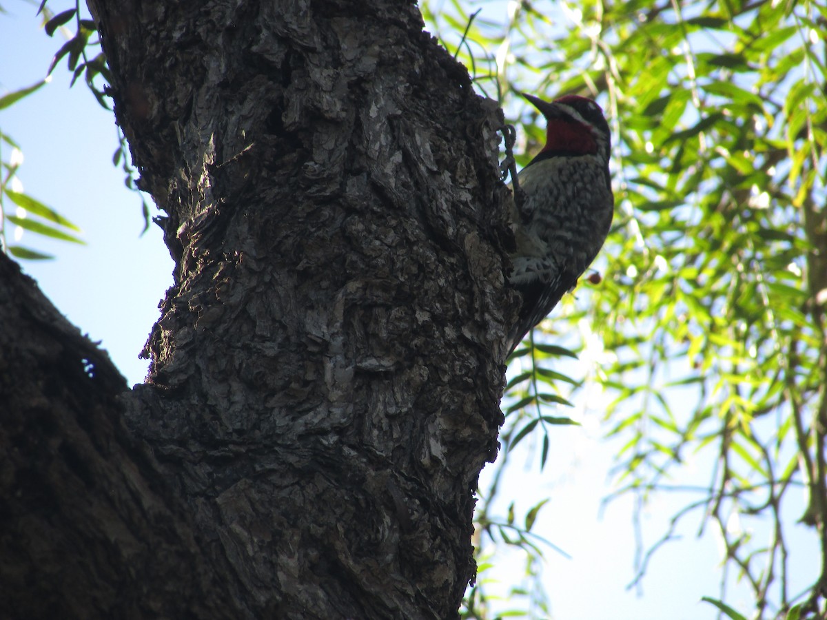 Red-naped Sapsucker - ML645728790