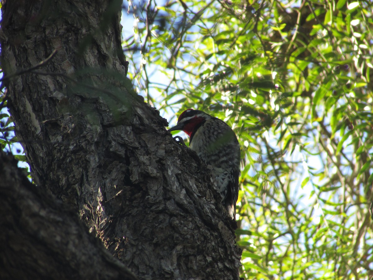 Red-naped Sapsucker - ML645728791