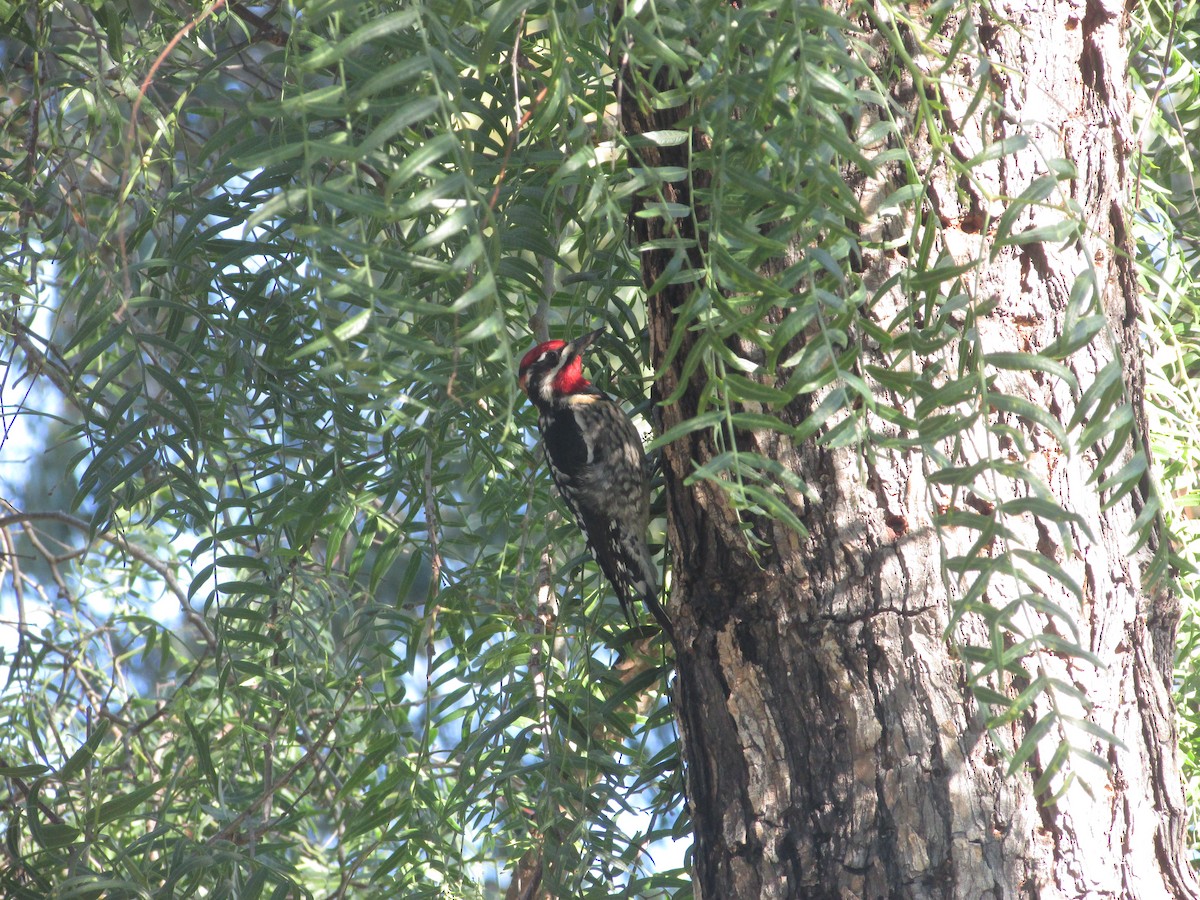 Red-naped Sapsucker - ML645728792