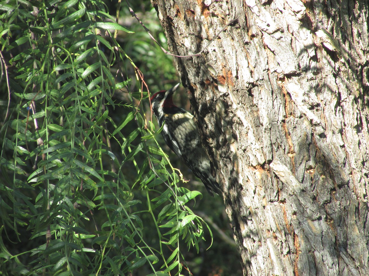 Red-naped Sapsucker - ML645728793