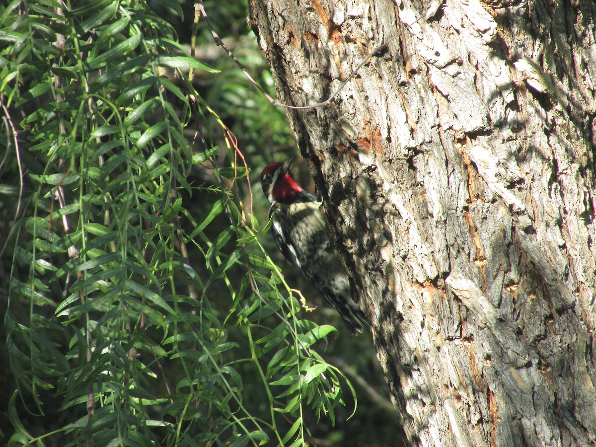 Red-naped Sapsucker - ML645728794