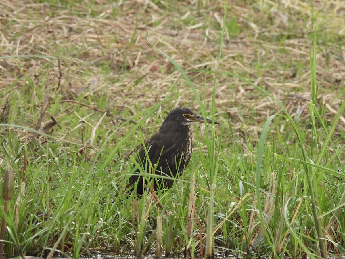 Рыжебрюхая цапля - ML645728803