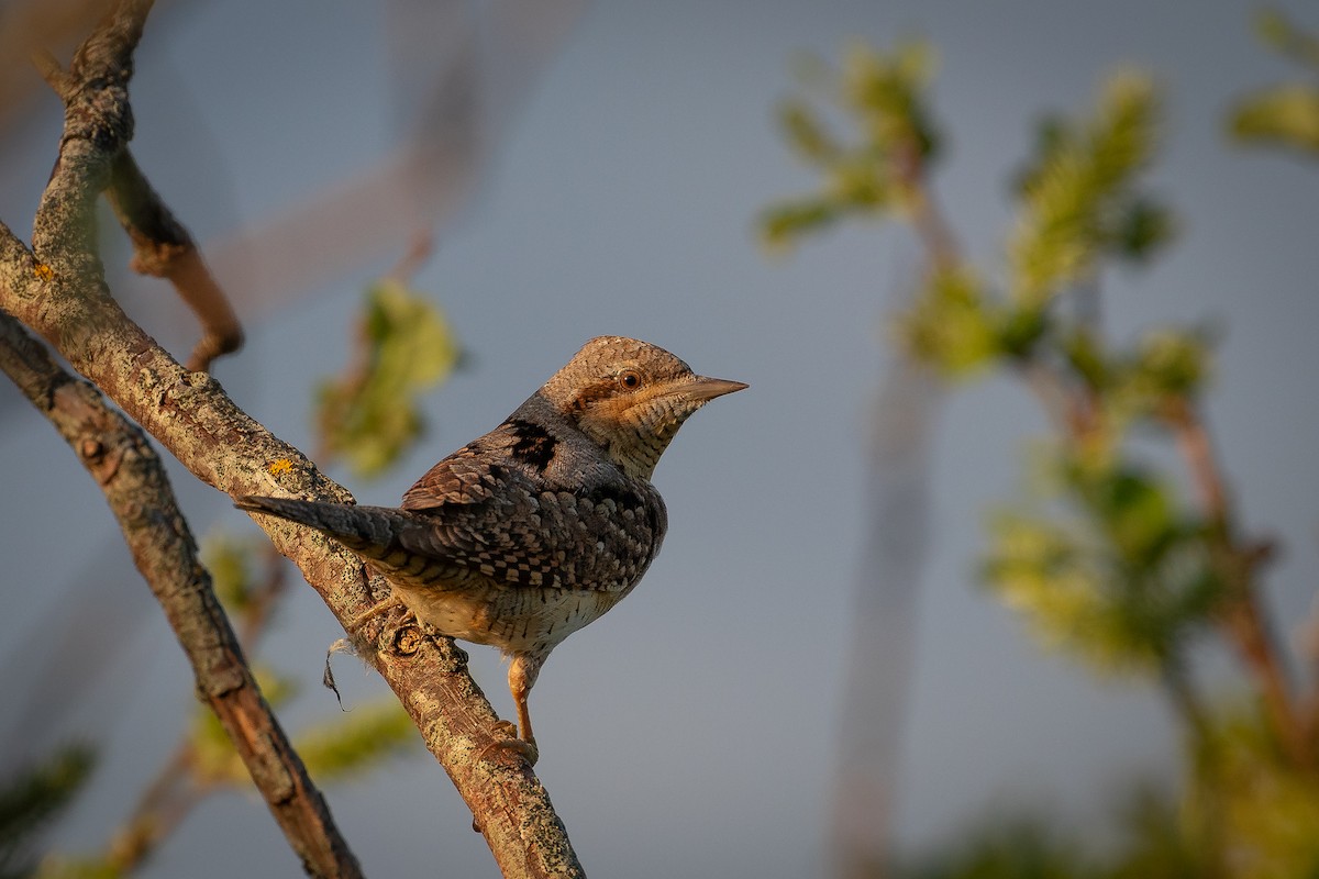 Eurasian Wryneck - ML645728804