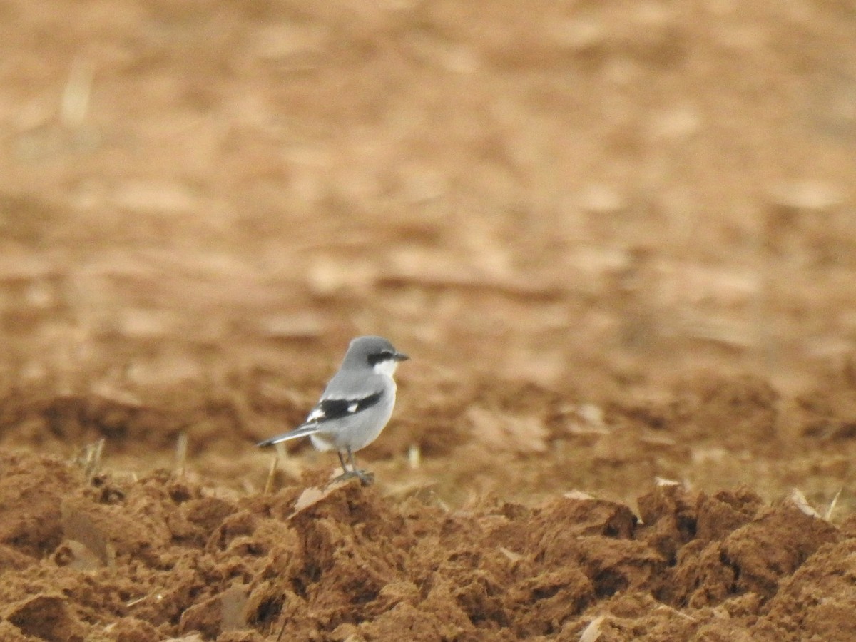 Iberian Gray Shrike - ML645728805