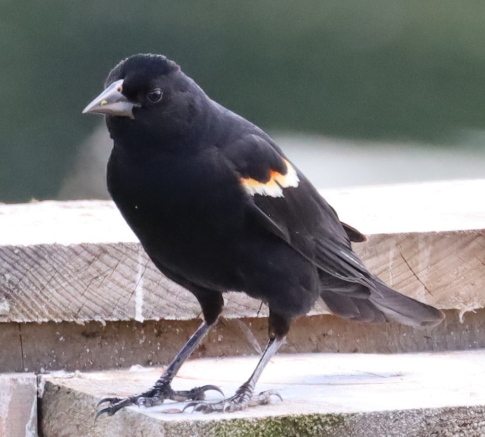 Red-winged Blackbird - ML645728806