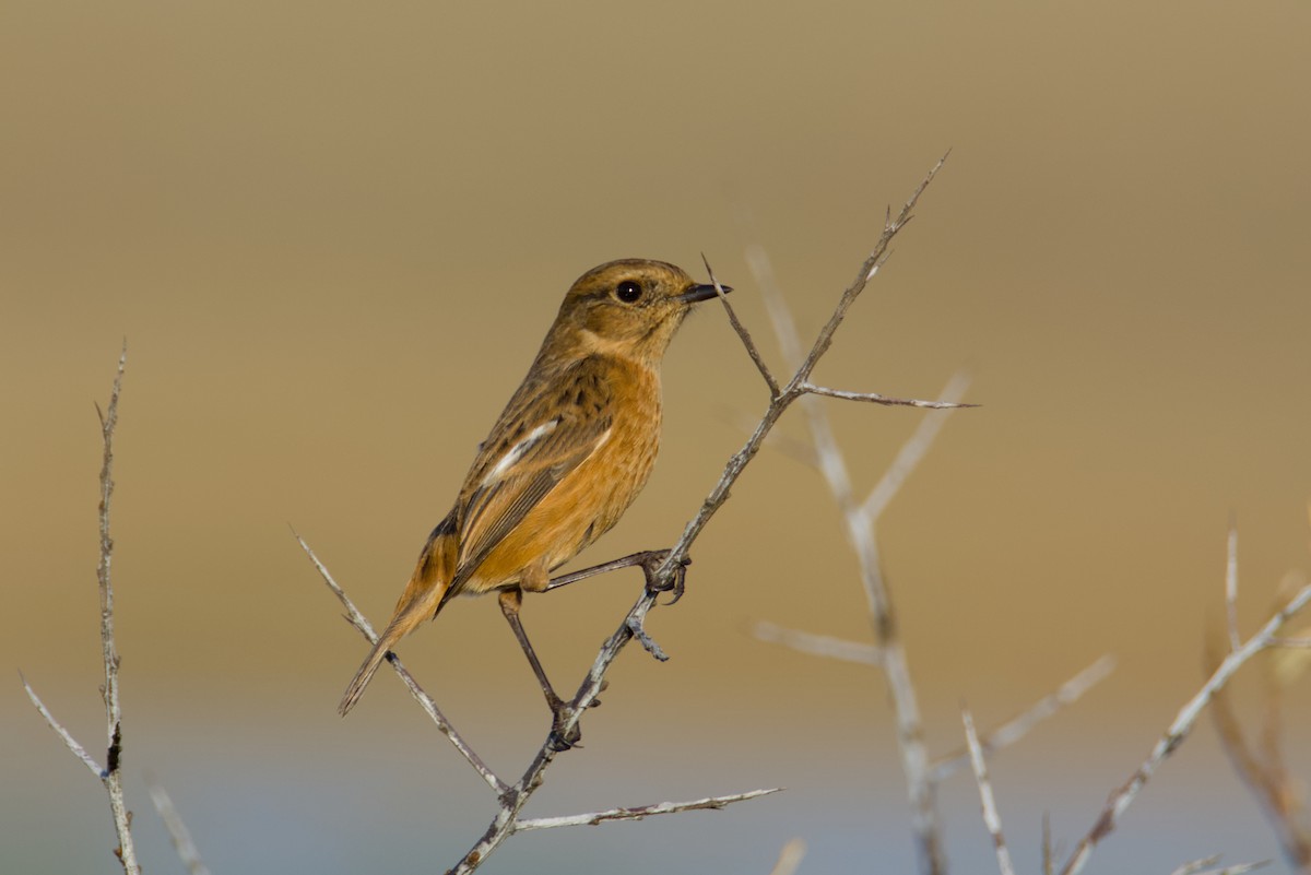 Трав'янка чорноголова - ML645728807