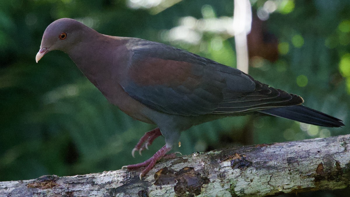 Red-billed Pigeon - ML645728810