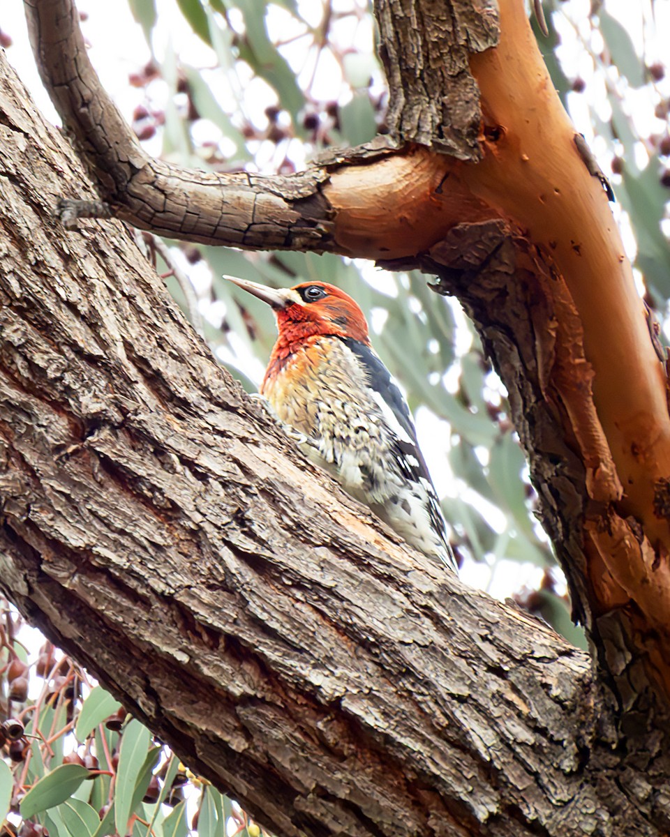 Red-breasted Sapsucker - ML645728814