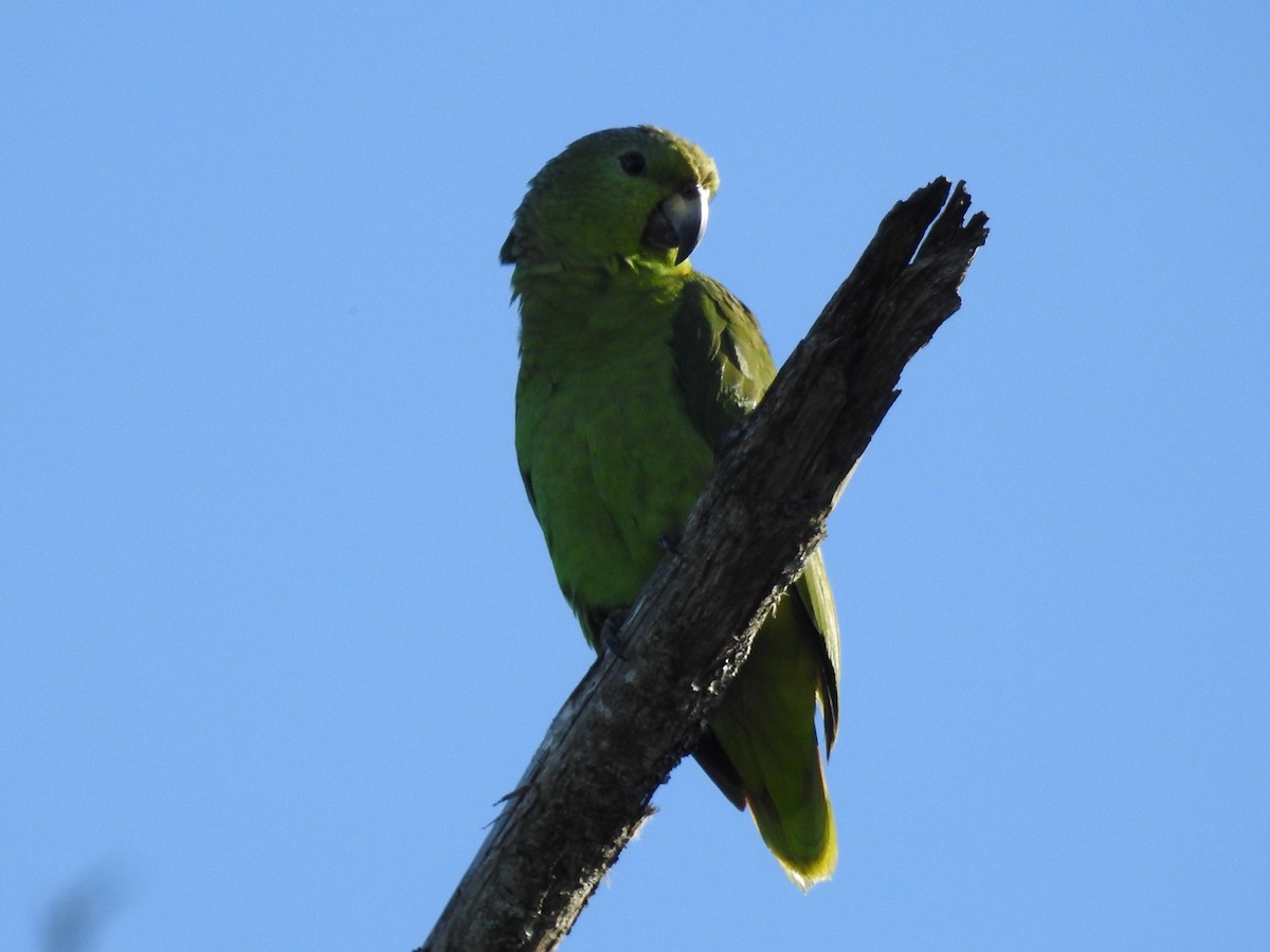 Scaly-naped Amazon - ML645728815