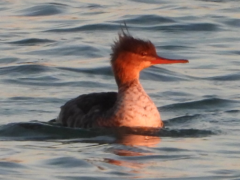 Red-breasted Merganser - ML645728816
