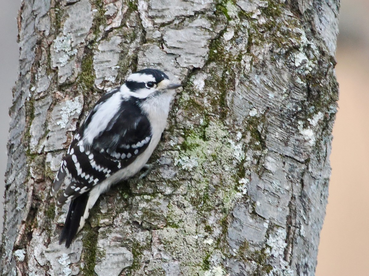 Downy Woodpecker - ML645728826