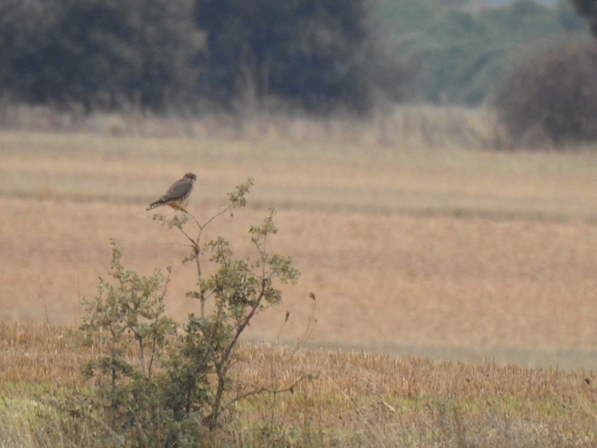 Merlin - ML645728830