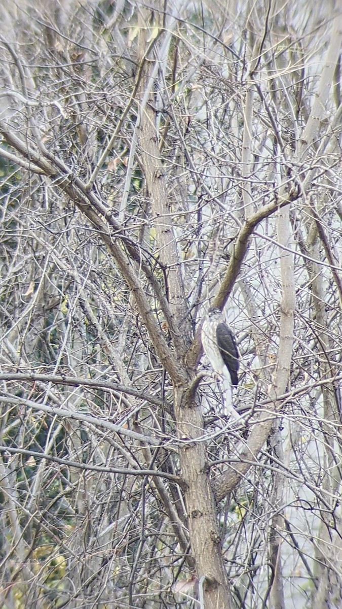 Sharp-shinned Hawk - ML645728832