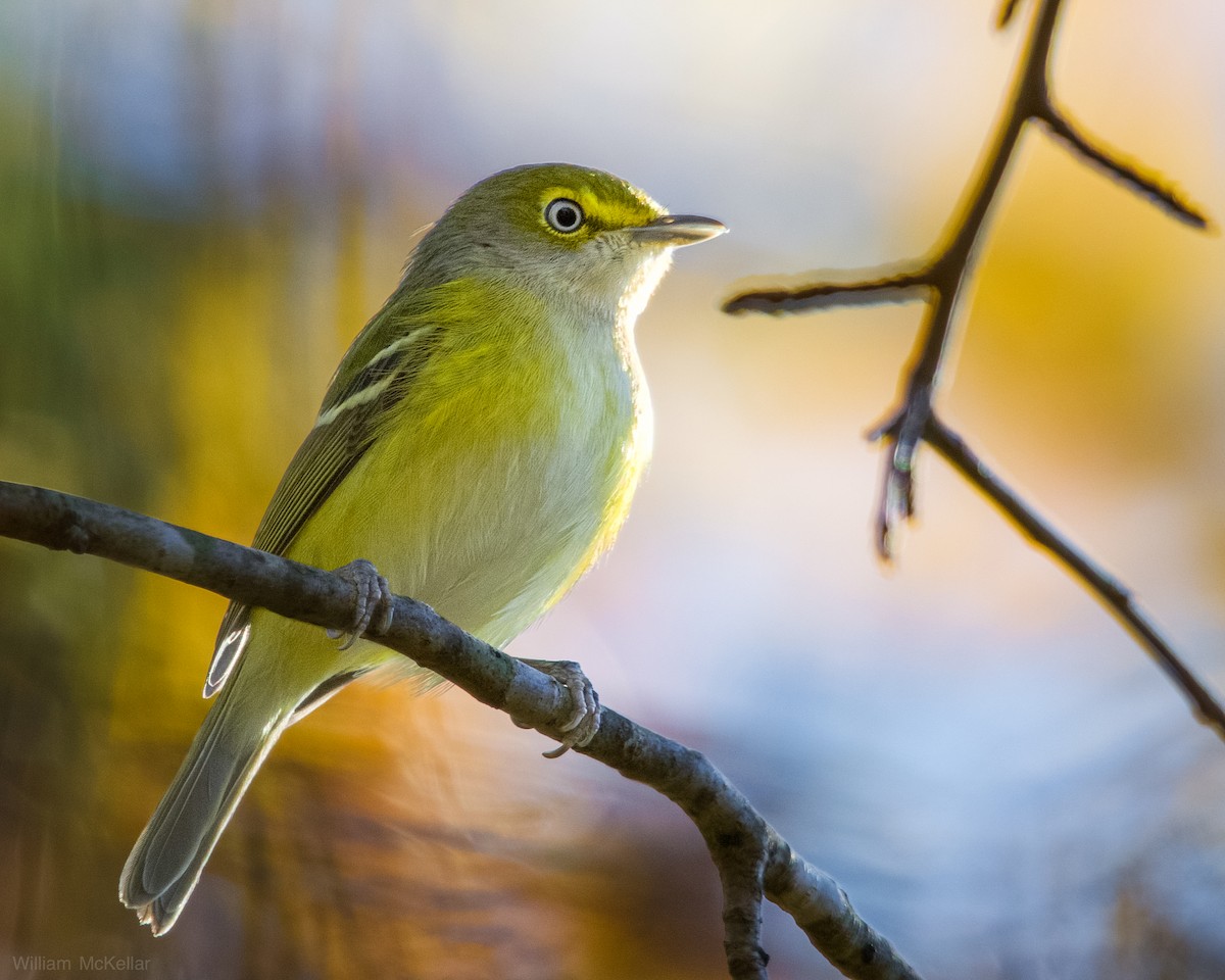 White-eyed Vireo - ML645728839