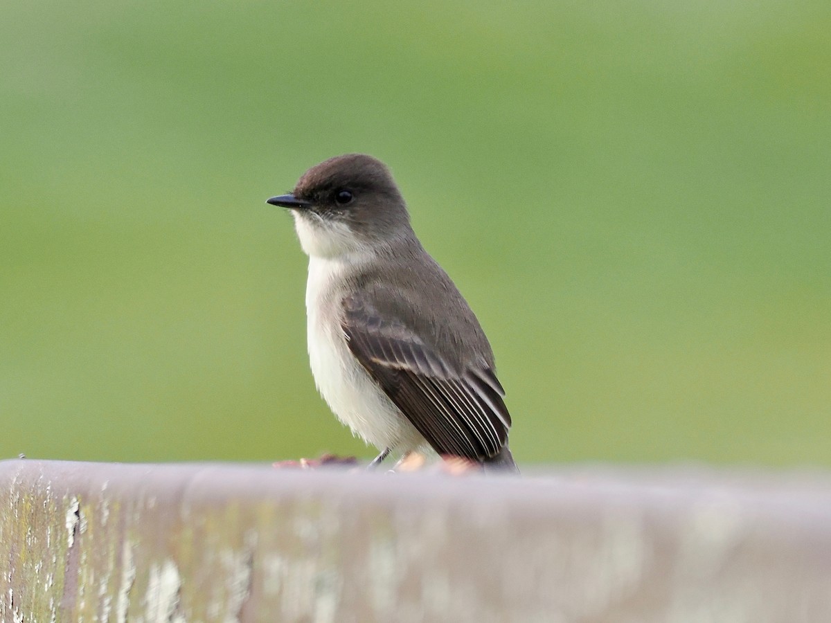 Eastern Phoebe - ML645728841