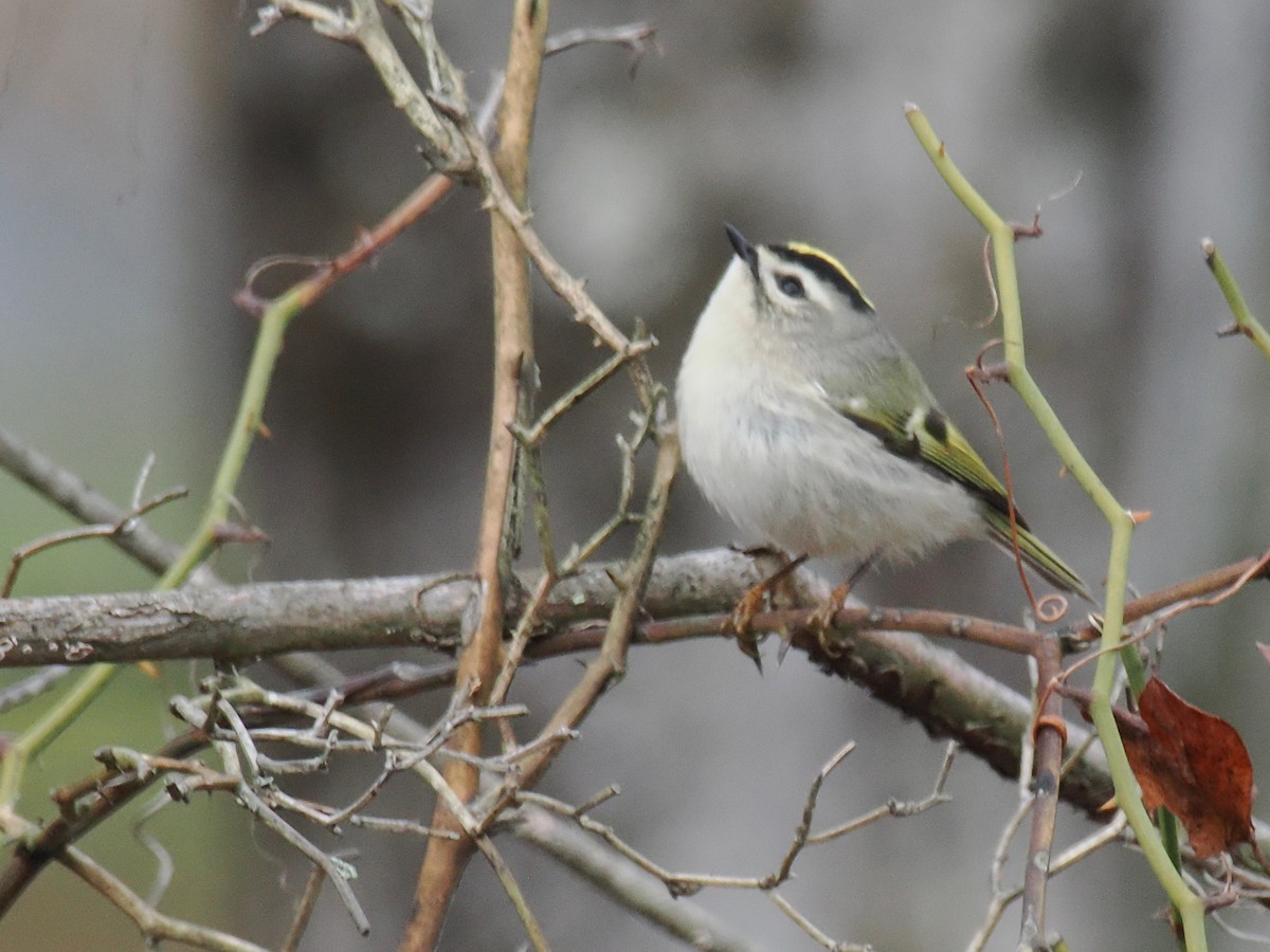 Golden-crowned Kinglet - ML645728856