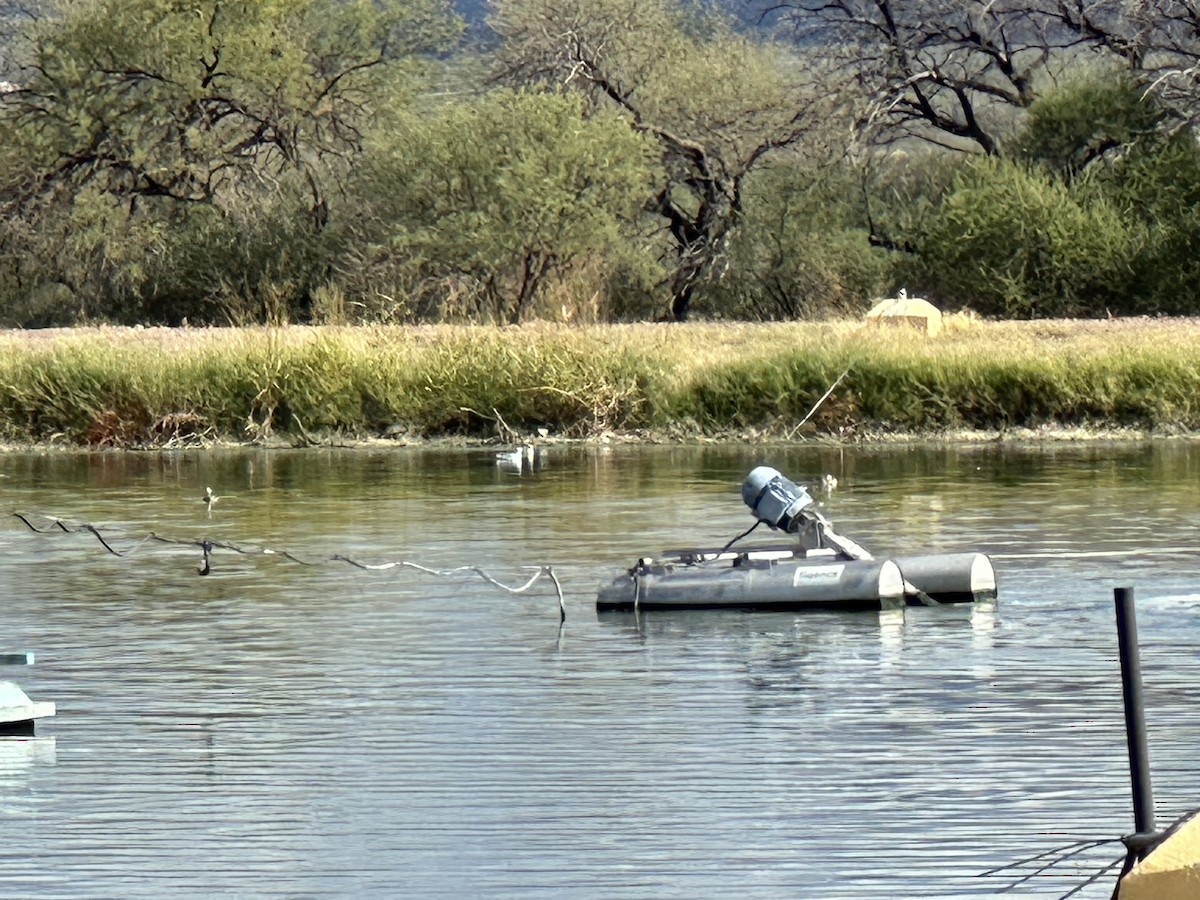 Bonaparte's Gull - ML645728866