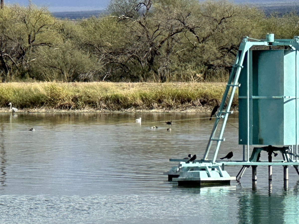Bonaparte's Gull - ML645728867