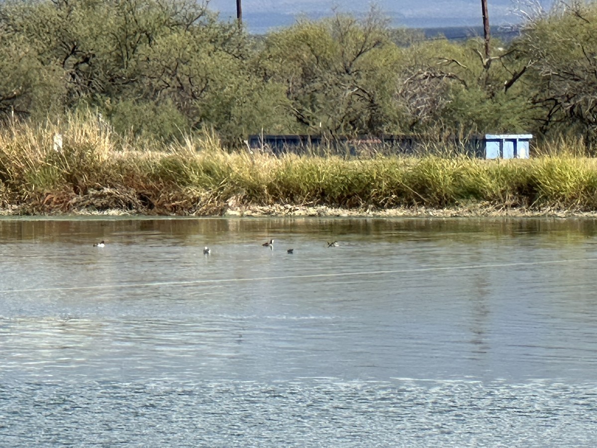 Bonaparte's Gull - ML645728868