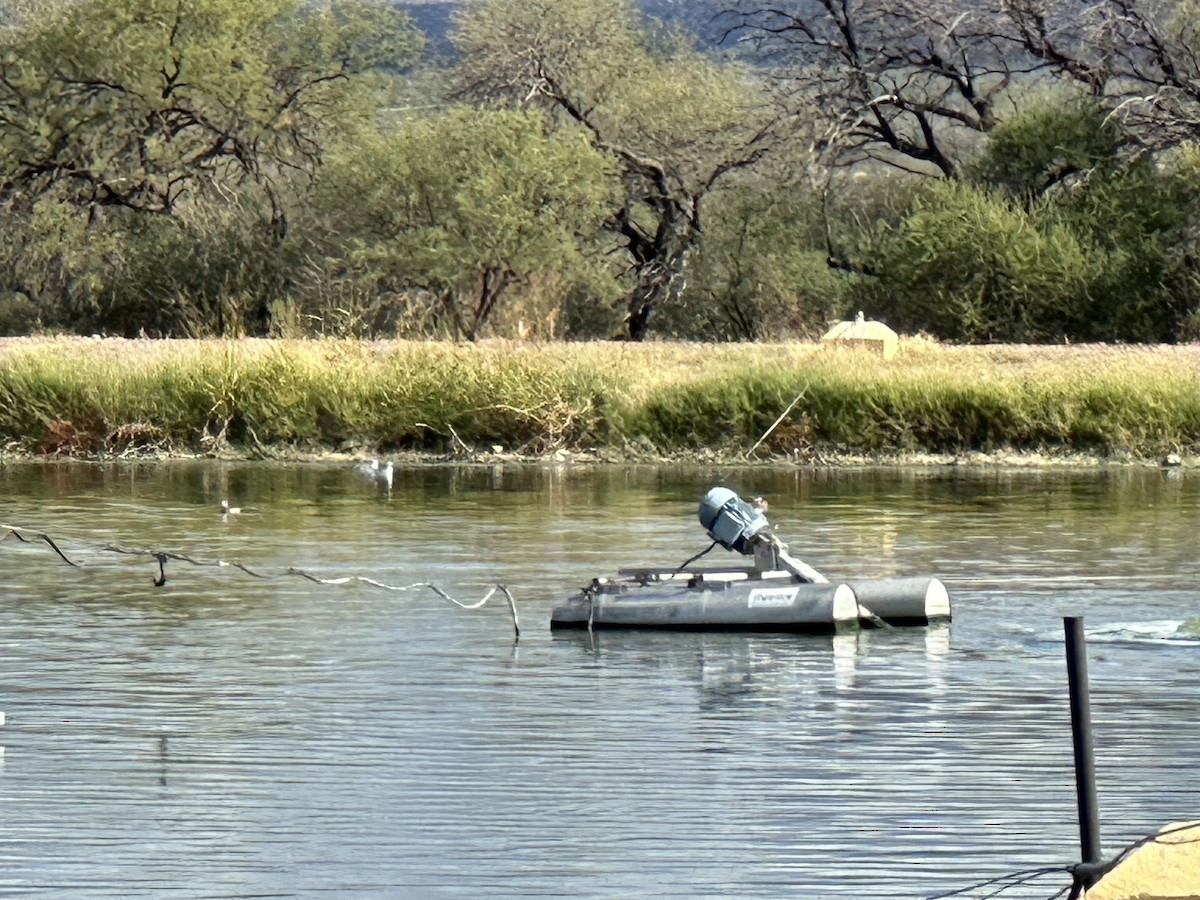 Bonaparte's Gull - ML645728869